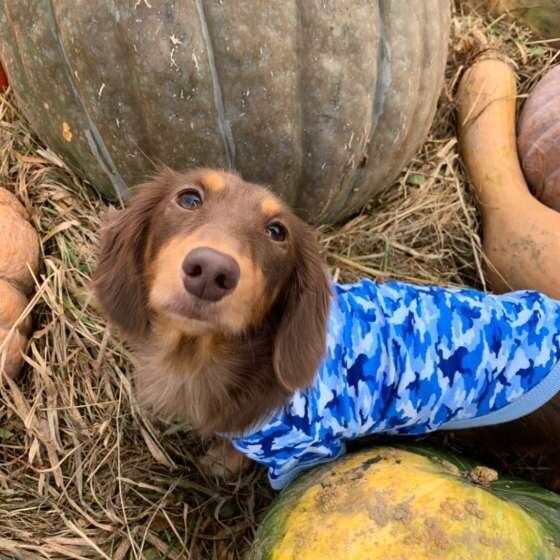 疲労回復に効果あり?かぼちゃを犬に与える際の注意点