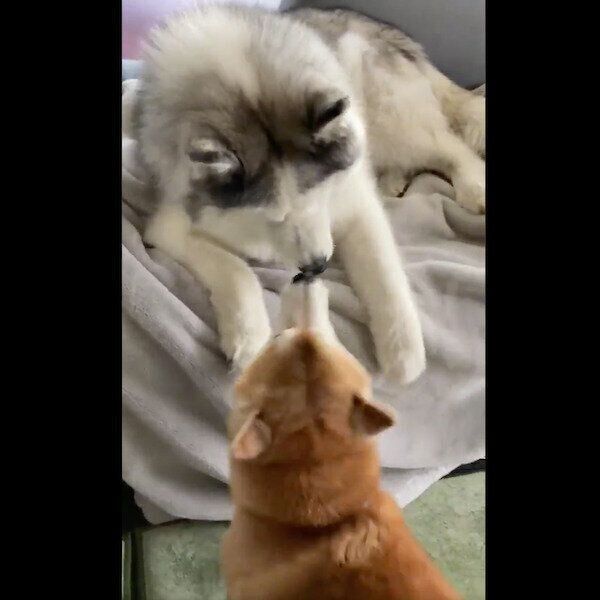 キス芸を披露するフィスくんとゆずくん