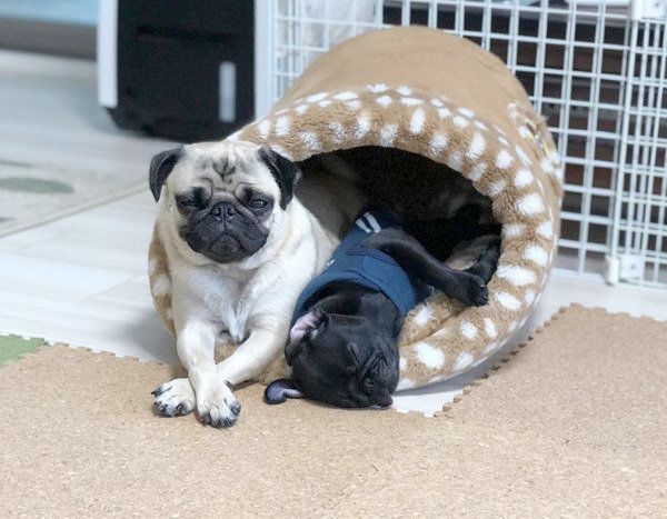 寝場所を争うパグ