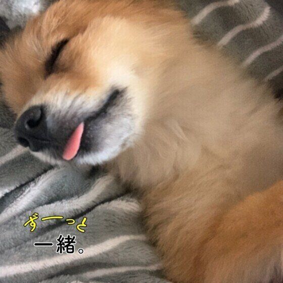 ママの腕枕でぐっすりのもなちゃん