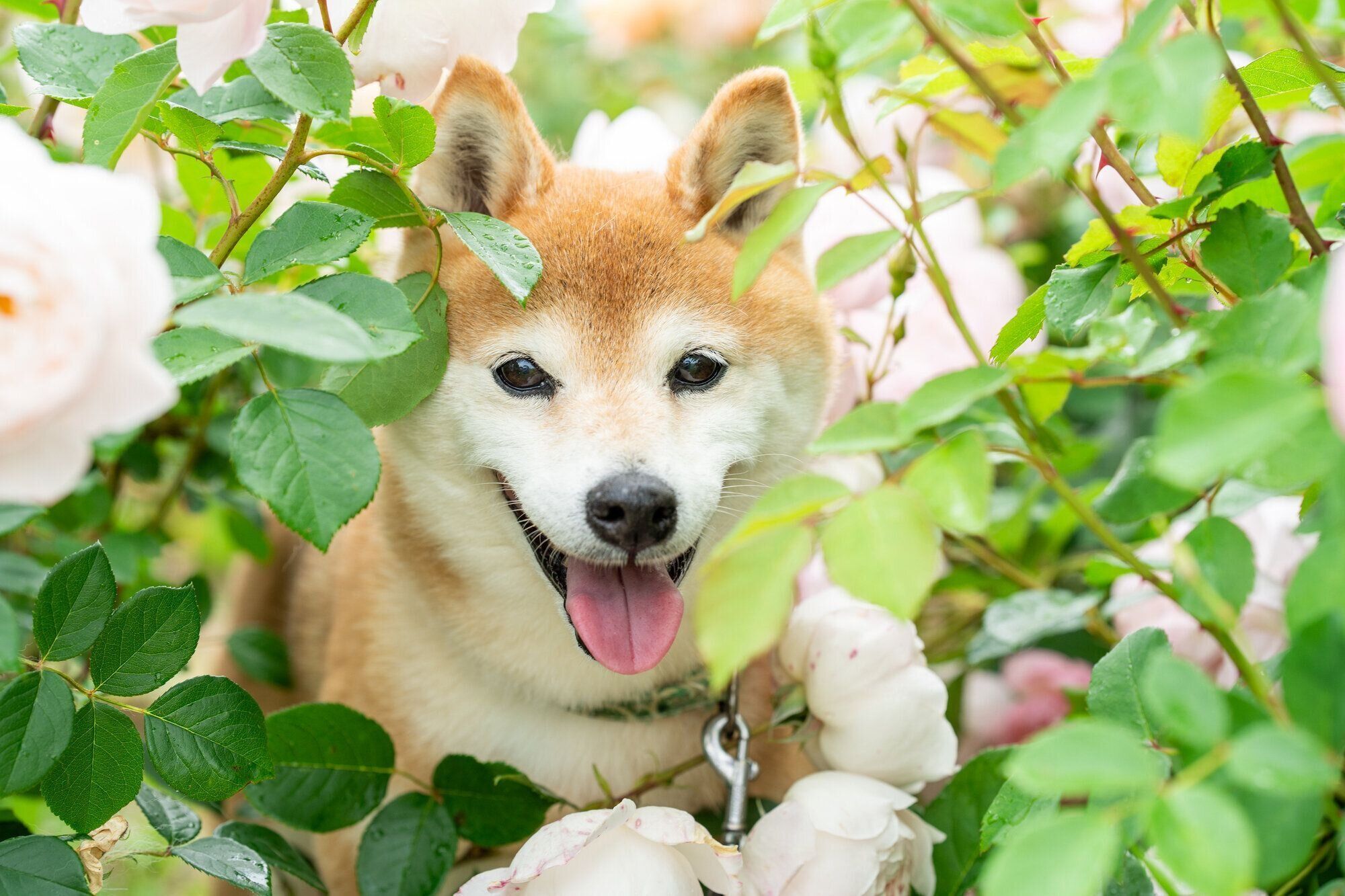 柴犬
