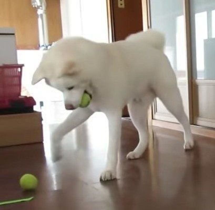 テニスボールが大好きな秋田犬 1個では満足できず いぬのきもちweb Magazine テニスボールが大好きな秋田犬 1個では満足できず いぬのきもちweb Magazine