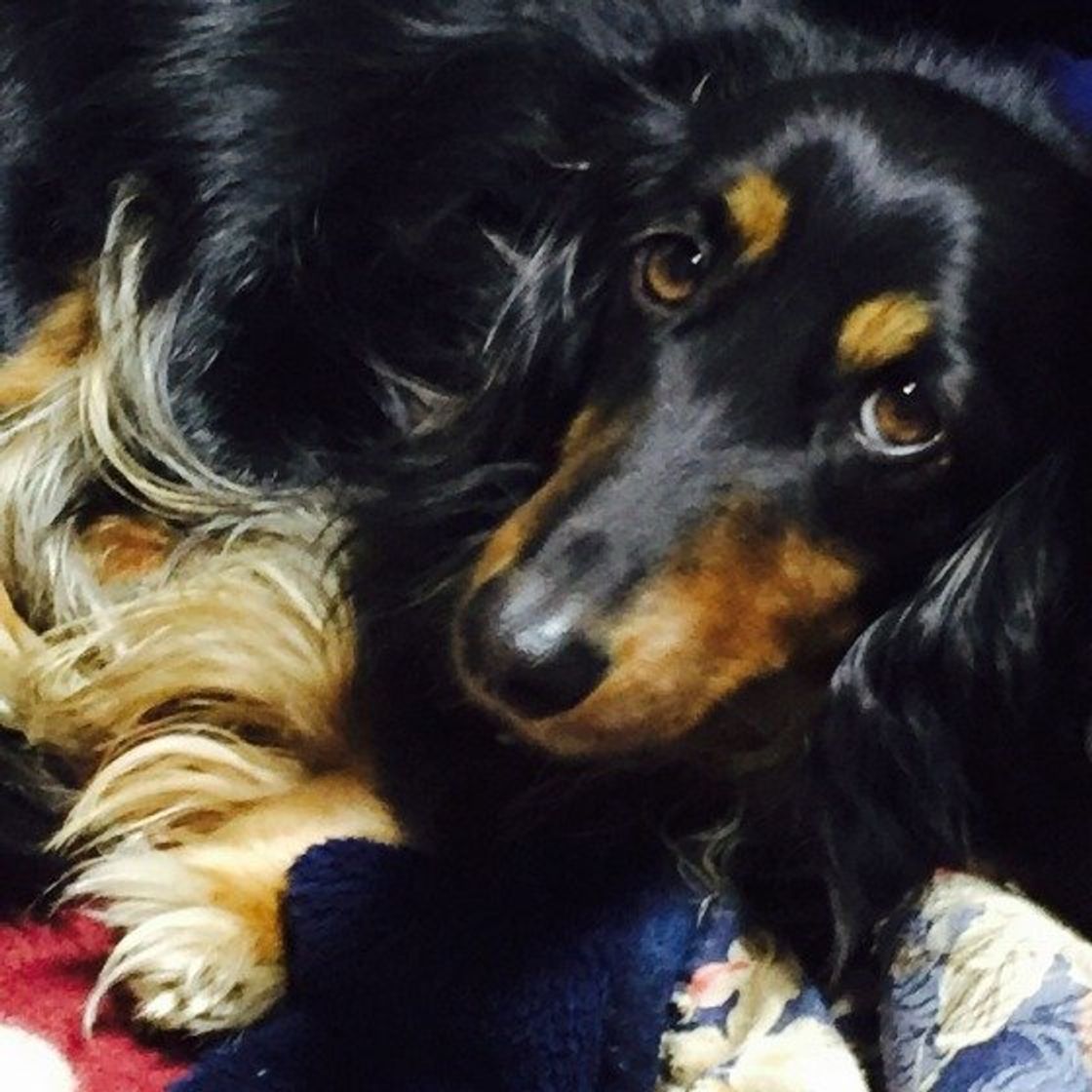 獣医師が解説 ダックスフンドの理想体重を維持する健康管理法とは いぬのきもちweb Magazine 獣医師が解説 ダックスフンドの理想体重を維持する健康管理法とは いぬのきもちweb Magazine