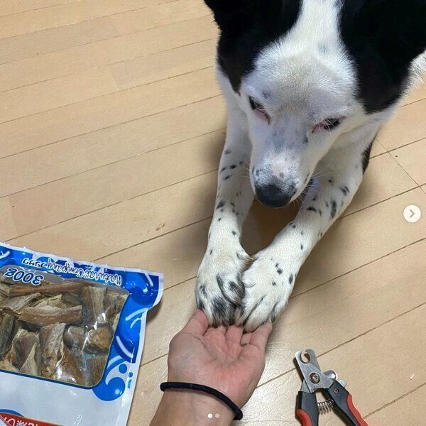 爪切りをするスヌーピーちゃん