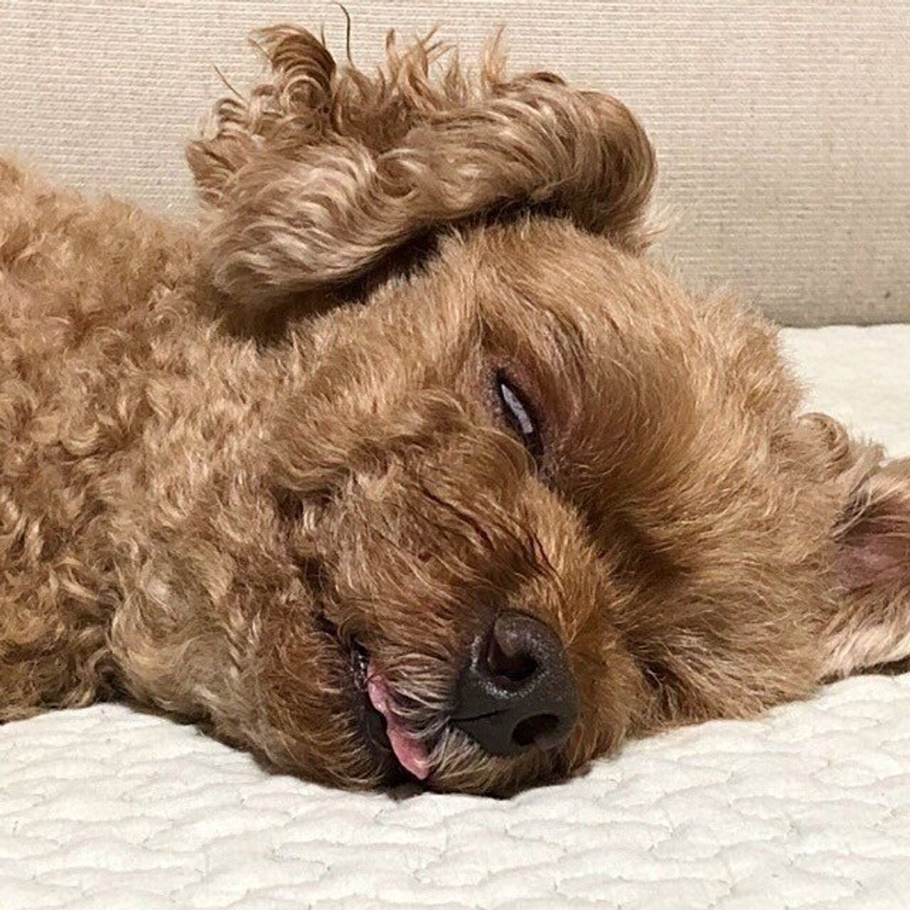 普段のかわいさとのギャップがスゴイ 笑 白目で寝る犬たち いぬのきもちweb Magazine 普段のかわいさとのギャップがスゴイ 笑 白目で寝る犬たち いぬのきもちweb Magazine