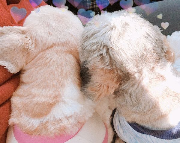 眠るシー・ズー