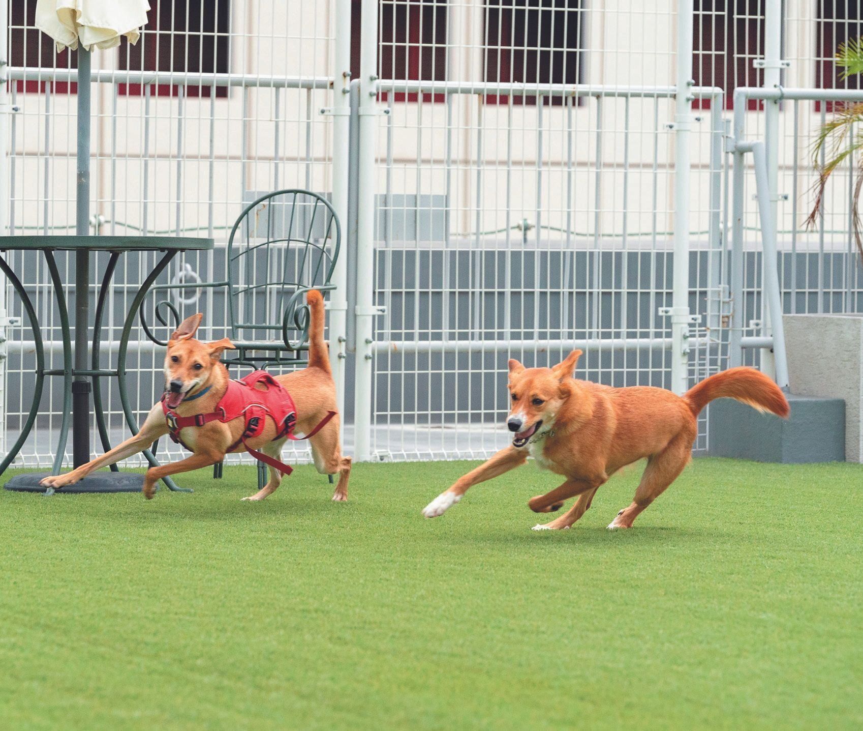 都会のビルに囲まれた広い屋上では一日に３～４回、保護犬たちが思いきり走り回ります