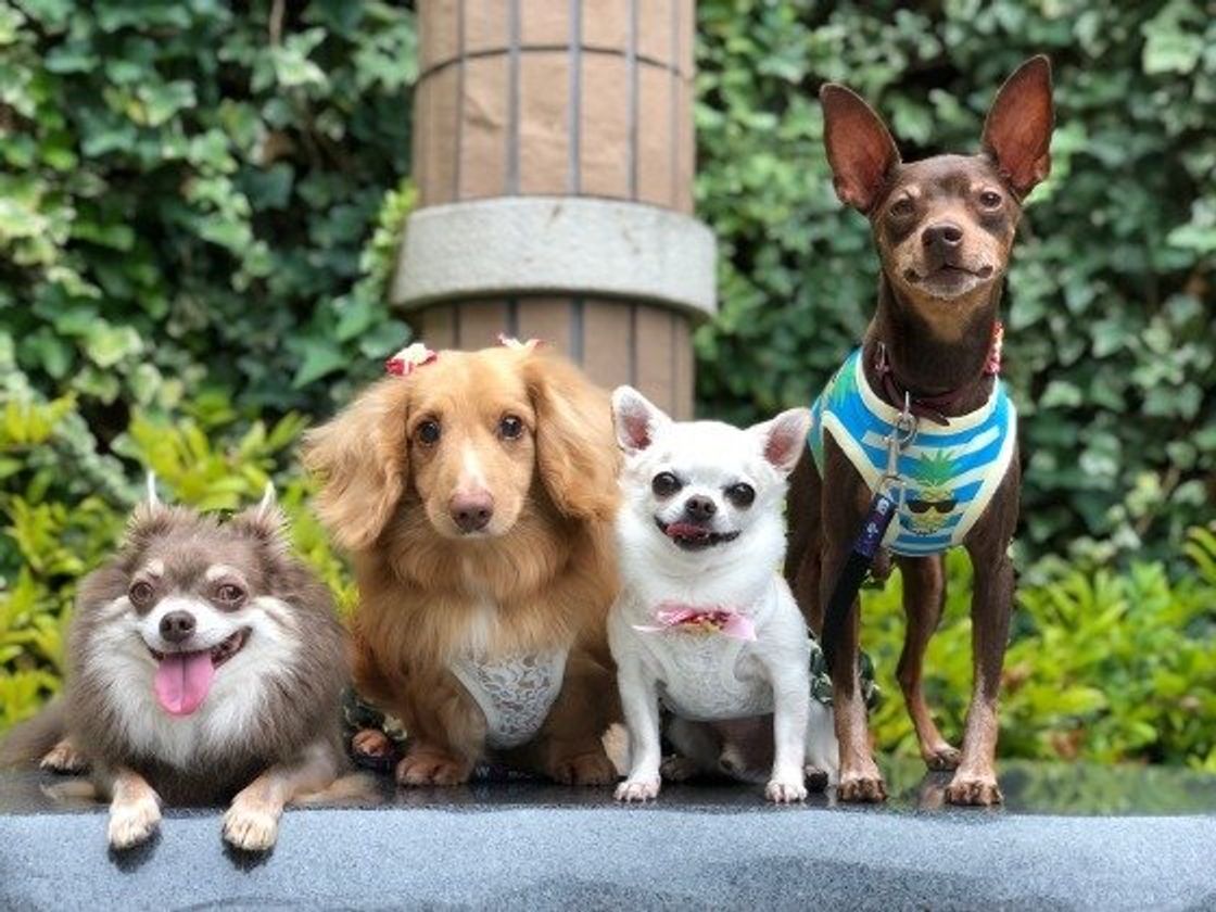 犬の多頭飼い こんなはずじゃなかった とならないための体験談 いぬのきもちweb Magazine 犬の多頭飼い こんなはずじゃなかった とならないための体験談 いぬのきもちweb Magazine