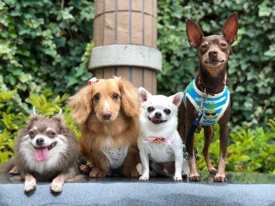 犬の多頭飼い
