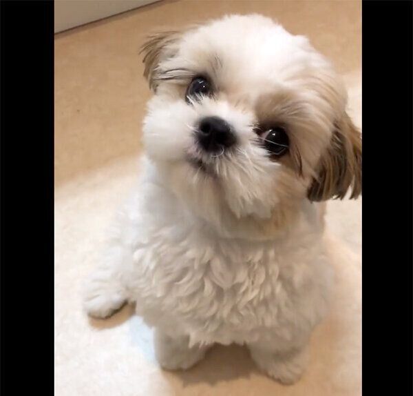 首をかしげるぴこちゃん