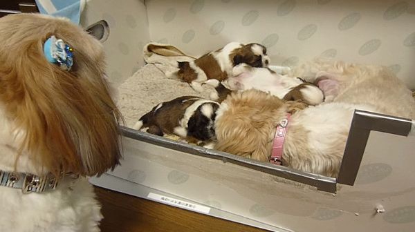 イクメンワンコ