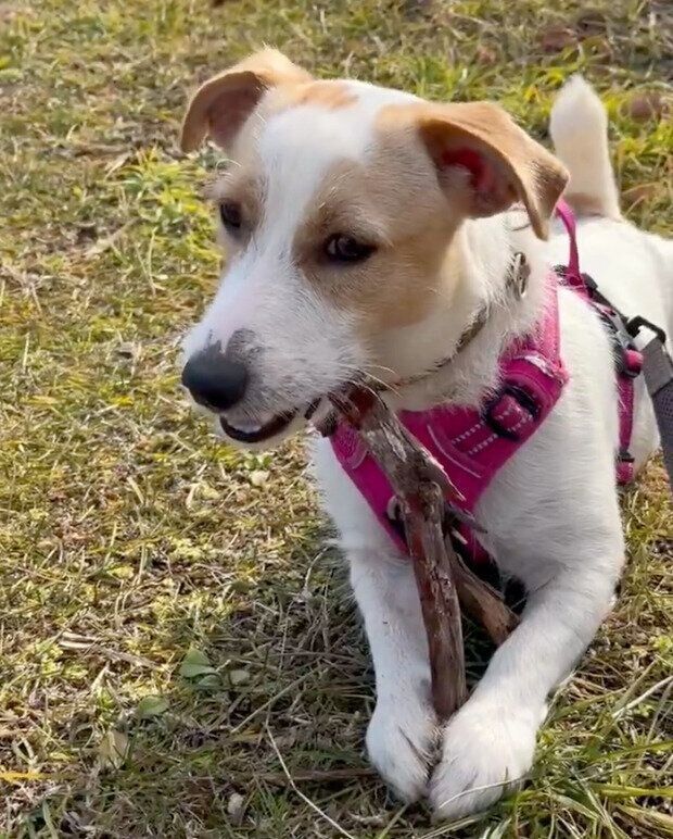 散歩中のかんたくん