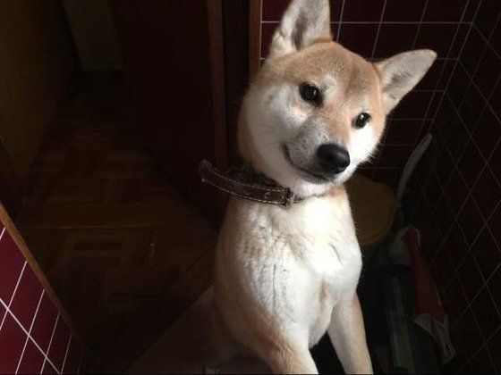 どこにでもついてくる甘えん坊の柴犬のゆずちゃん