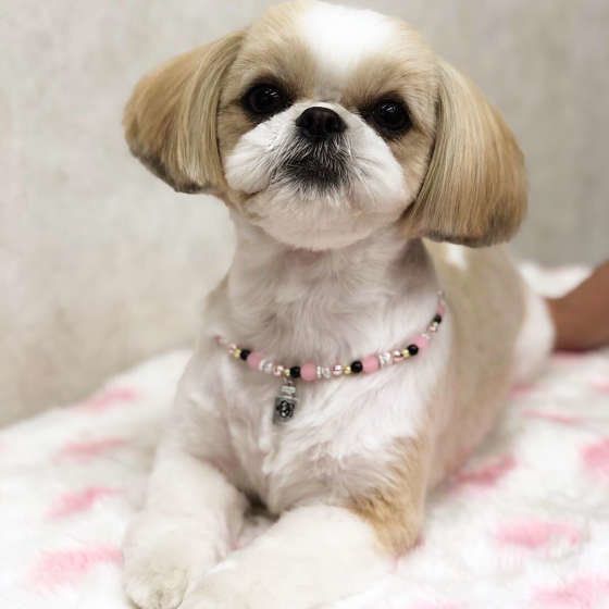 ネックレスをしているシーズー