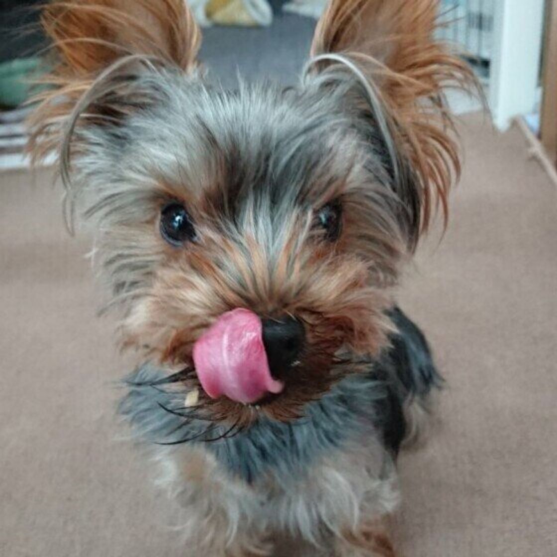 暑い日は特に心配に 水を飲みたがらない犬 の水分補給対策を獣医師に聞いた いぬのきもちweb Magazine 暑い日は特に心配に 水を飲みたがらない犬 の水分補給対策を獣医師に聞いた いぬのきもちweb Magazine