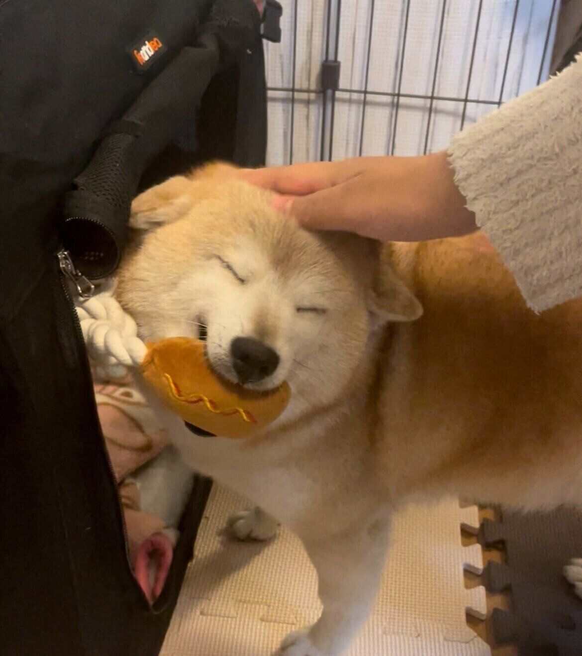 “初めてのおもちゃ”をもらったはなちゃん