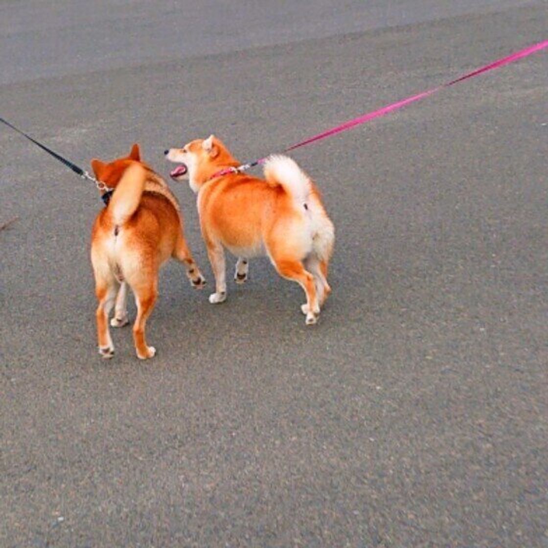 犬が排泄後に地面を蹴る理由とは 獣医師に聞いた いぬのきもちweb Magazine 犬が排泄後に地面を蹴る理由とは 獣医師に聞いた いぬのきもちweb Magazine