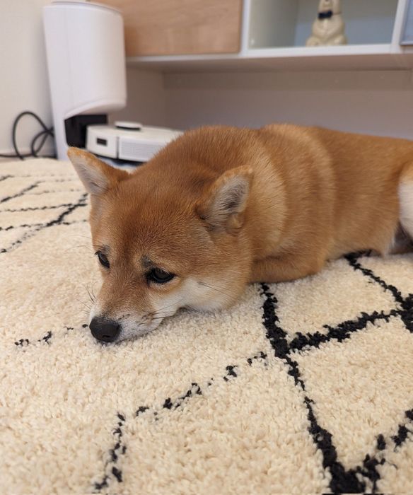 寒くて自分の前足をあたためる福ちゃん