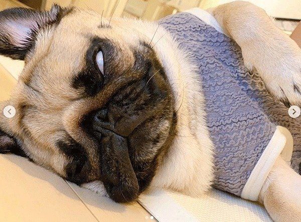 眠るぱぐぞうくん