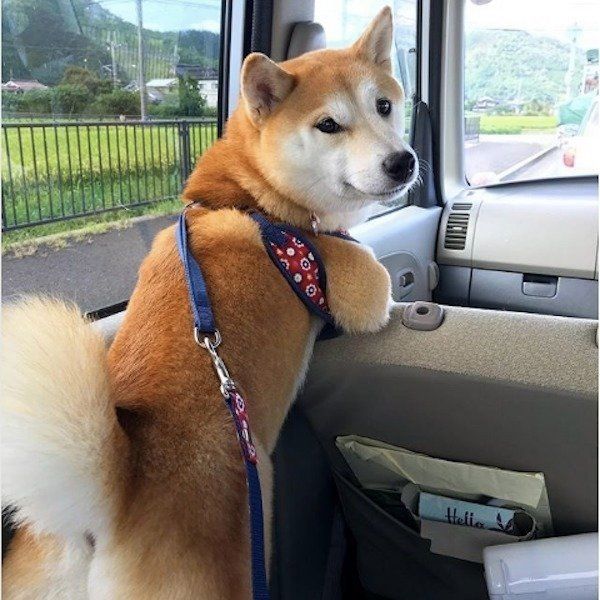 柴犬きなこちゃん