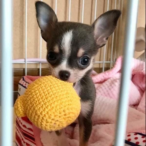 ボールとチワワ