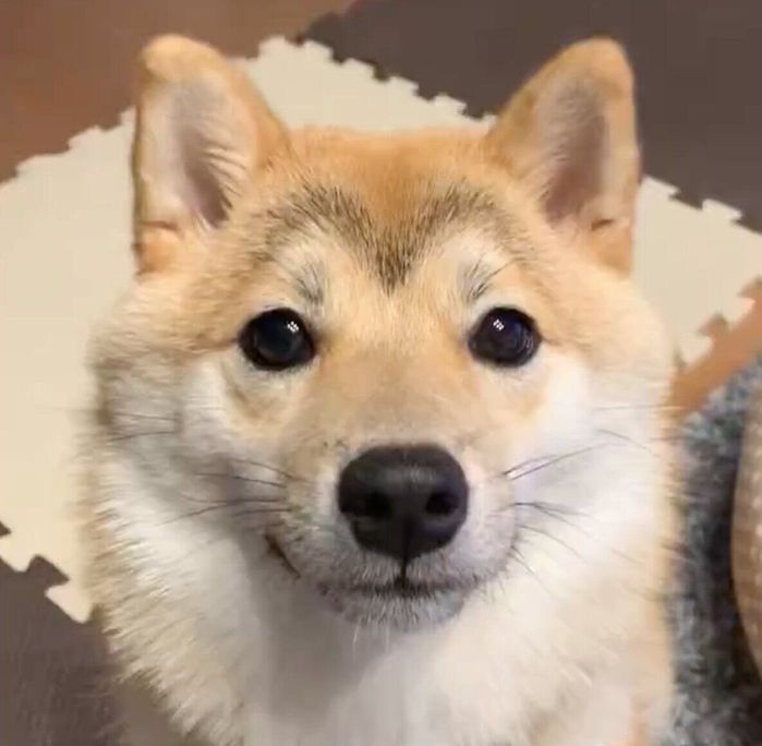 眉毛の模様が「M」に見える花ちゃん