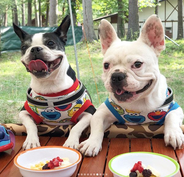 フレンチ・ブルドッグとボストン・テリア