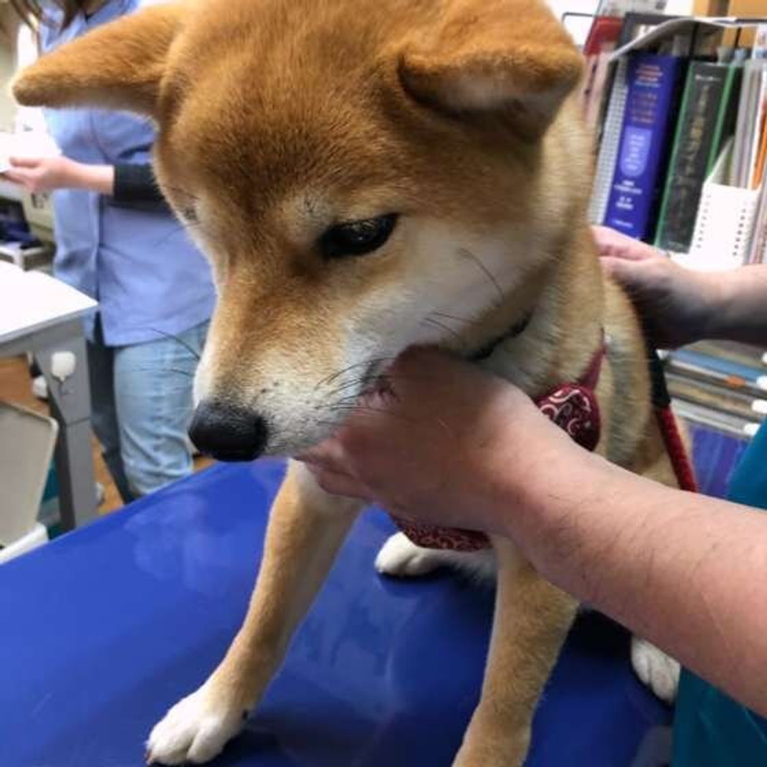 今年の狂犬病予防接種 コロナ禍での影響や心配事を獣医師に聞いた いぬのきもちweb Magazine 今年の狂犬病予防接種 コロナ禍での影響や心配事を獣医師に聞いた いぬのきもちweb Magazine