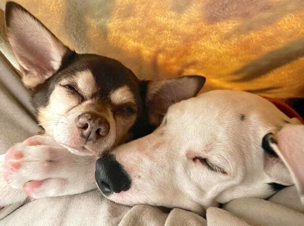 仲良く眠るラヴィくんとじいちゃん