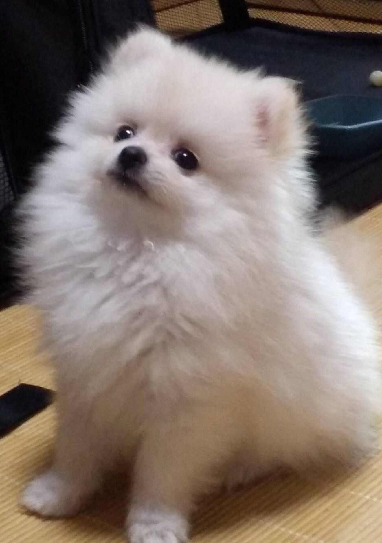 生後4カ月の犬