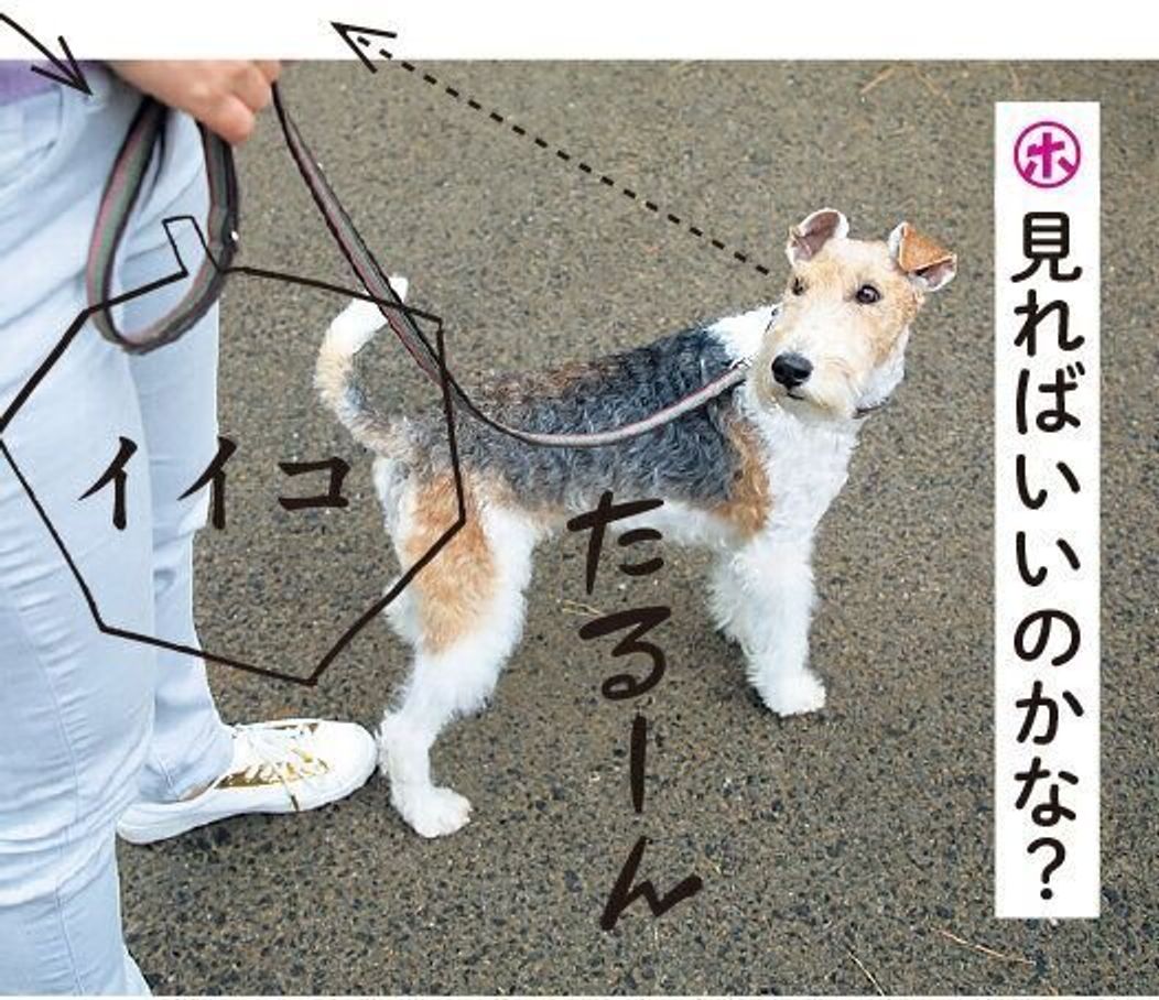 犬の引っ張りグセ が直せるって知ってた 犬のホンネを知ろう いぬのきもちweb Magazine 犬の引っ張りグセ が直せるって知ってた 犬のホンネを知ろう いぬのきもちweb Magazine