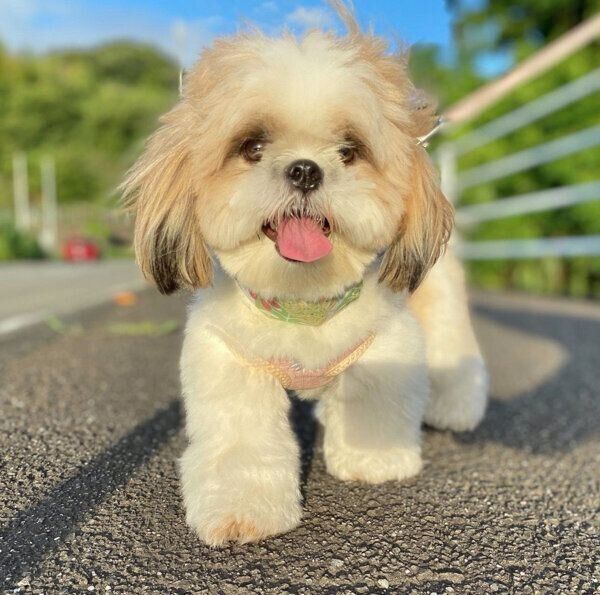 お散歩を楽しむつぶちゃん