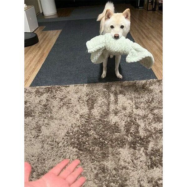 オモチャをくわえるわさびくん