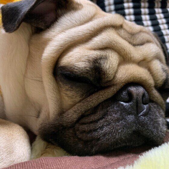 眠るパグ
