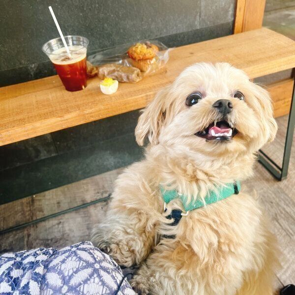 楽しそうながんもくん