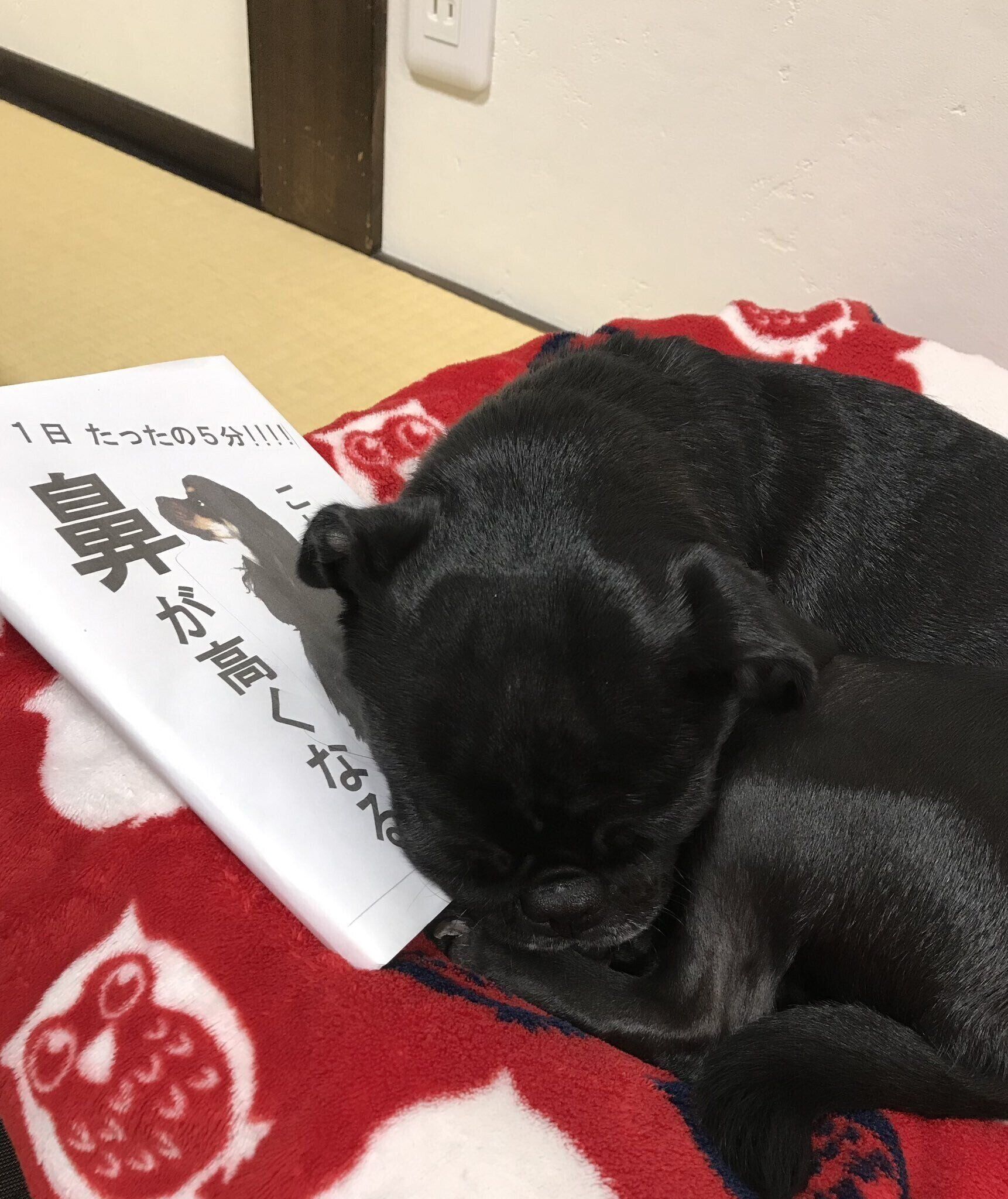 飼い主さん手作りの本の上で眠る犬