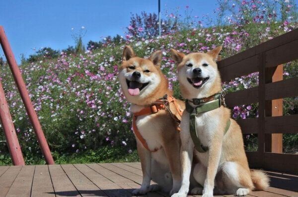 笑顔のもずくくん、わさびくん