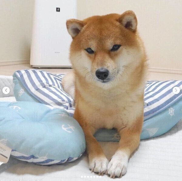 見つめるこたろうくん