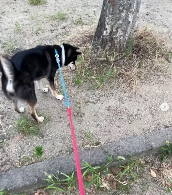 セミに興味津々なカイトくん
