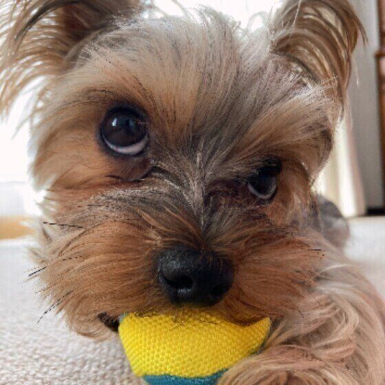 ヨークシャー・テリア