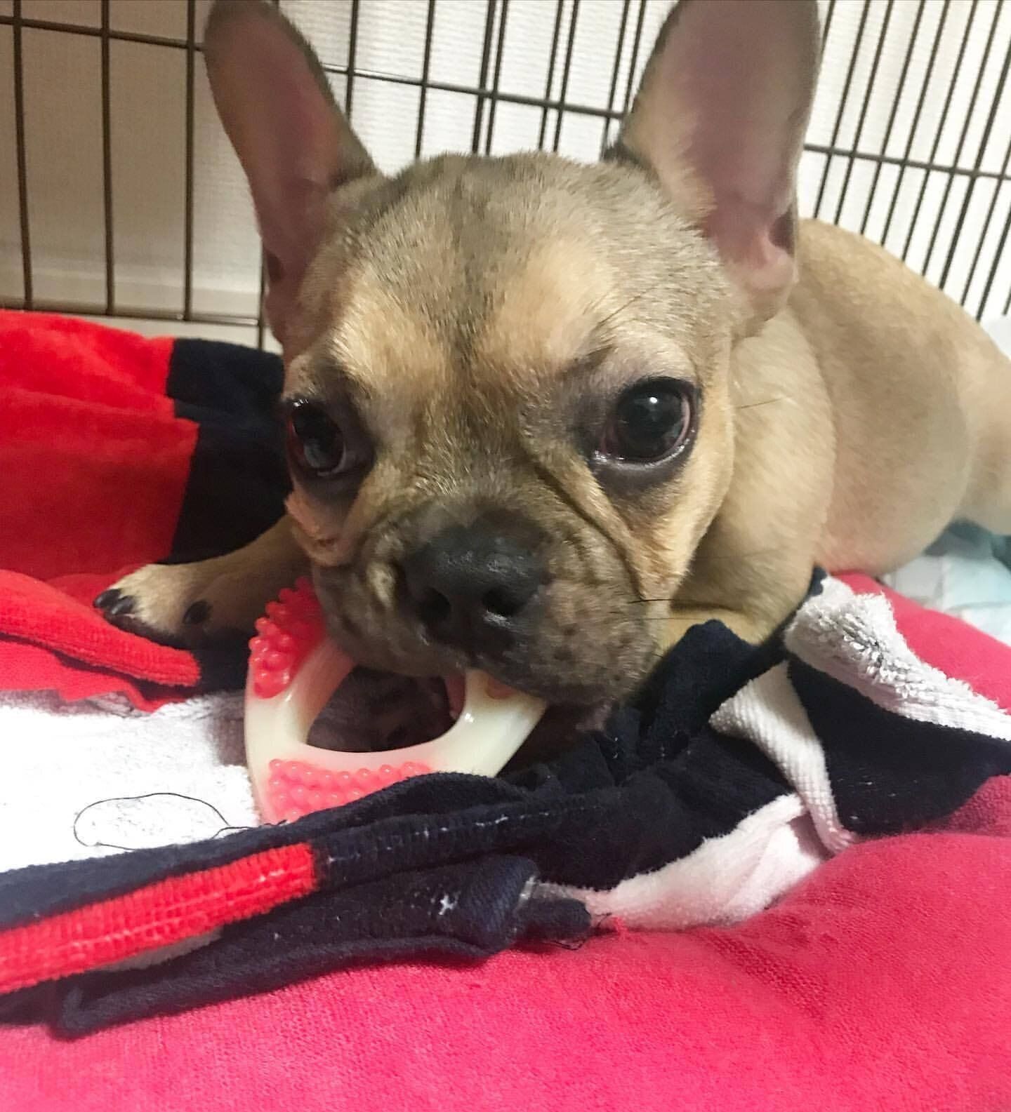 フレンチブルドッグのルルちゃん