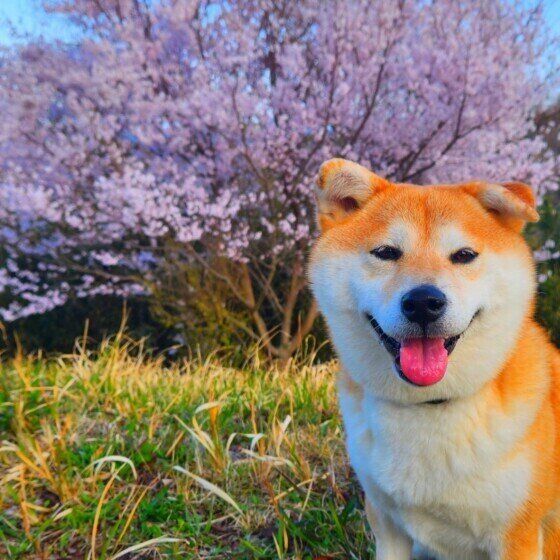 柴のすずちゃん