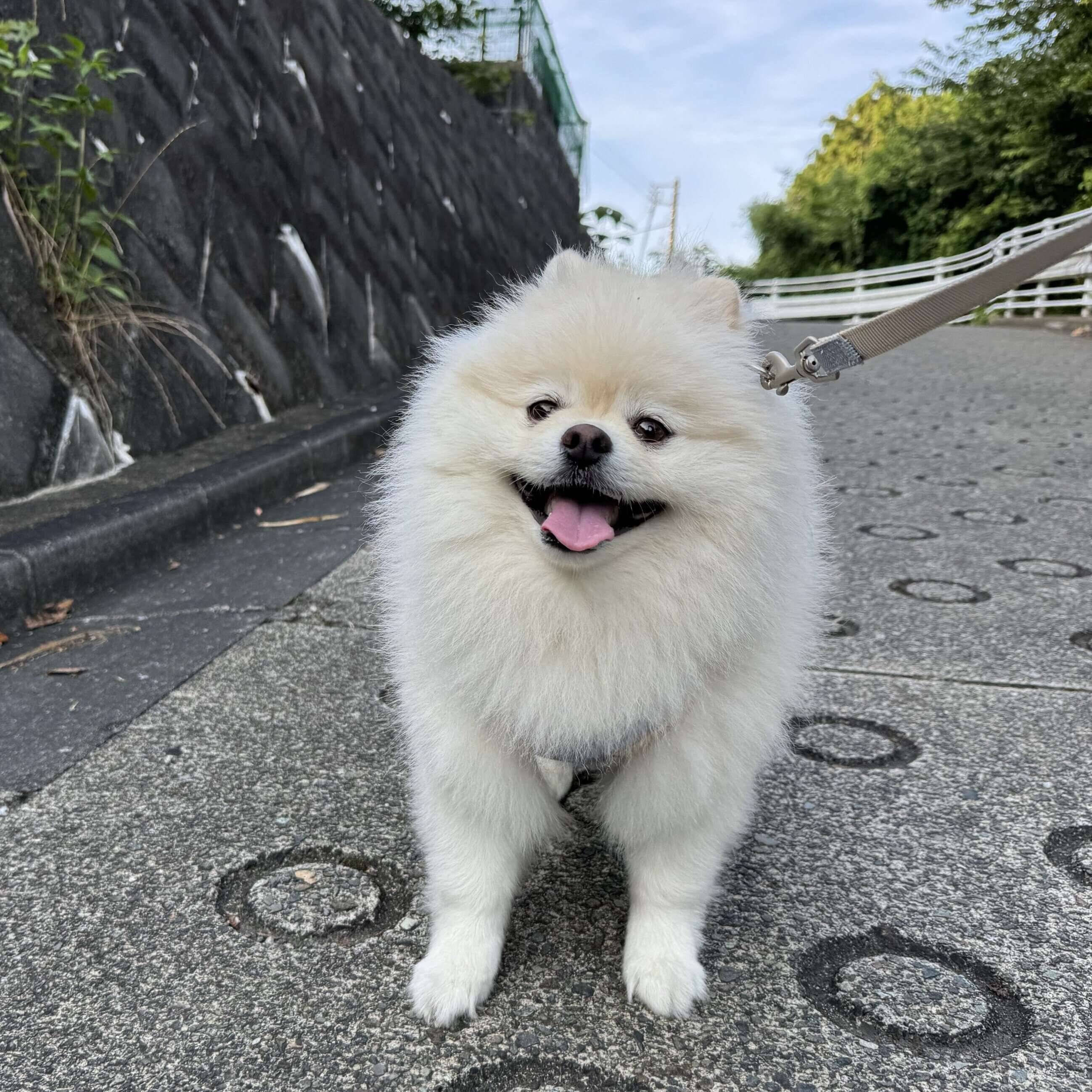 お散歩中のりんくん　とっても楽しそう