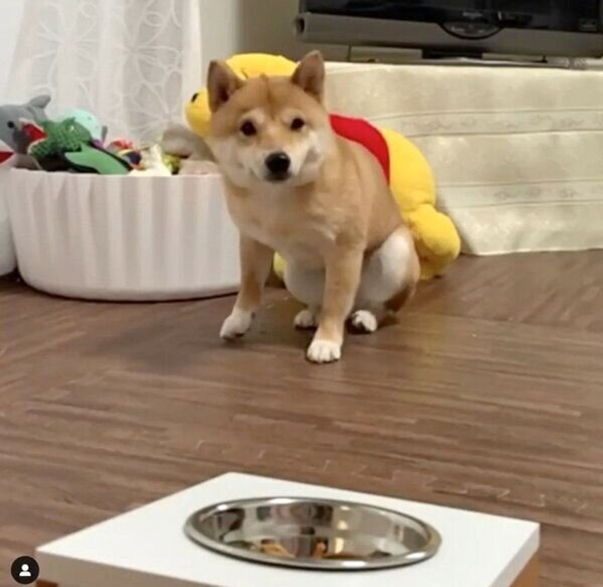 なにその行動 笑 マテ の声にごはんを待つ豆柴が見せる クセの強い行動 に悶絶 いぬのきもちweb Magazine なにその行動 笑 マテ の声にごはんを待つ豆柴が見せる クセの強い行動 に悶絶 いぬのきもちweb Magazine