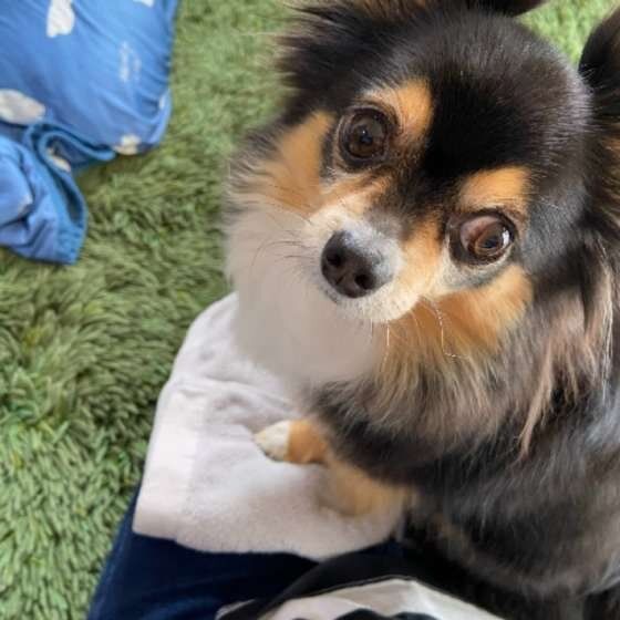 見つめるチワワ