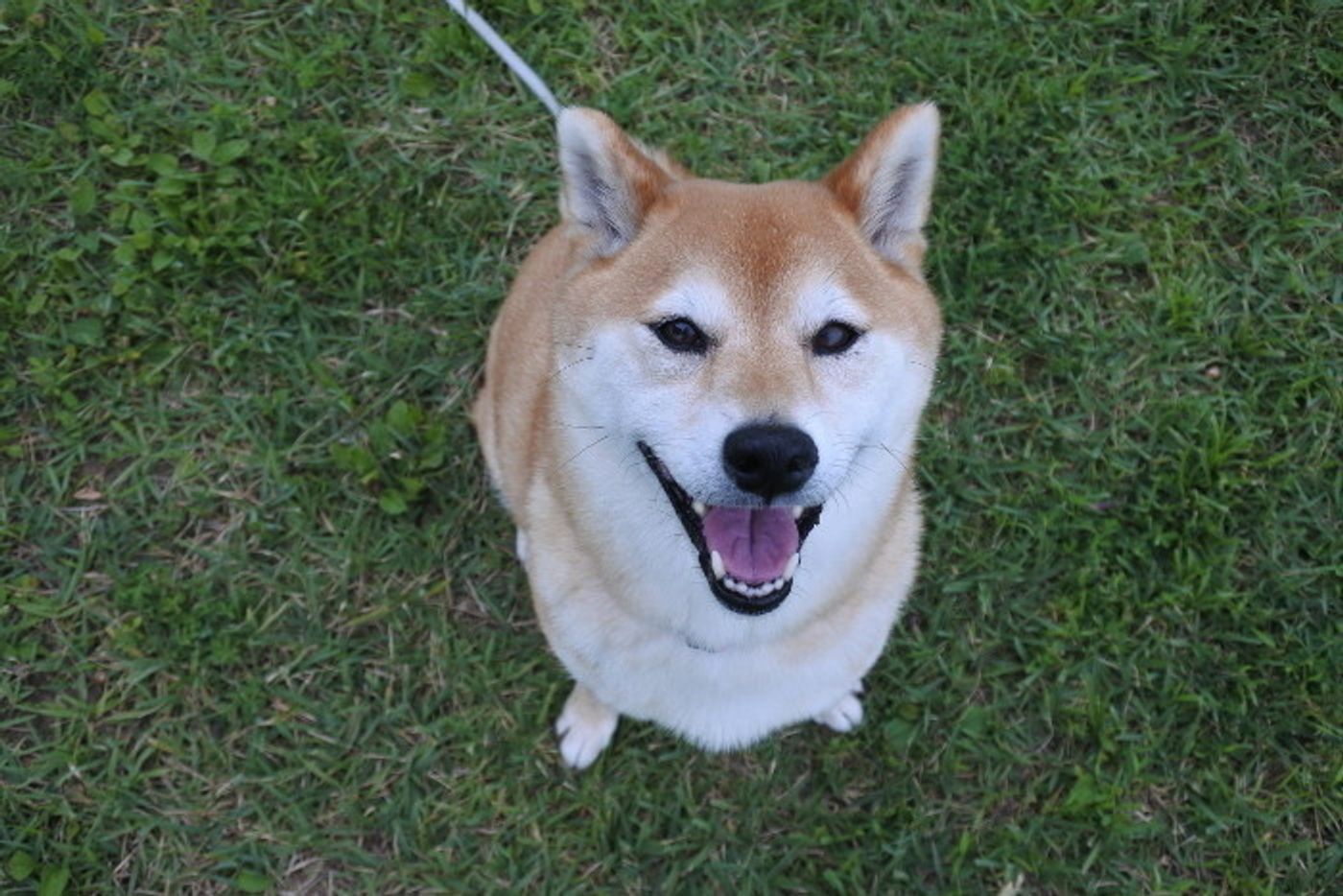 柴犬マロたん 真夏の朝の過ごし方 お散歩も頑張ってます いぬのきもちweb Magazine 柴犬マロたん 真夏の朝の過ごし方 お散歩も頑張ってます いぬのきもちweb Magazine