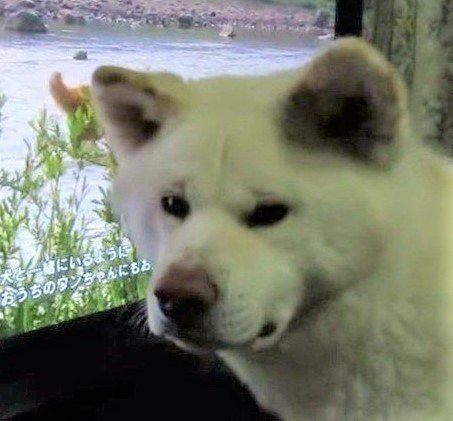 テレビを見る犬