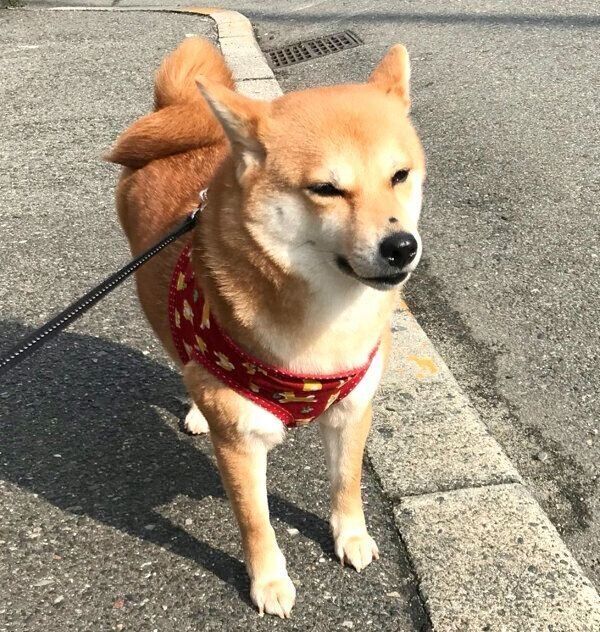 お散歩するミクちゃん