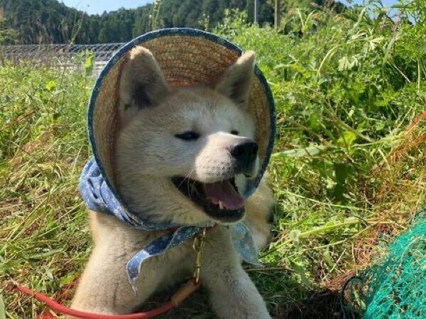 ひなたぼっこ中のきなこちゃん
