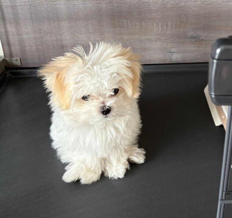 ちんまりと座るみみちゃん